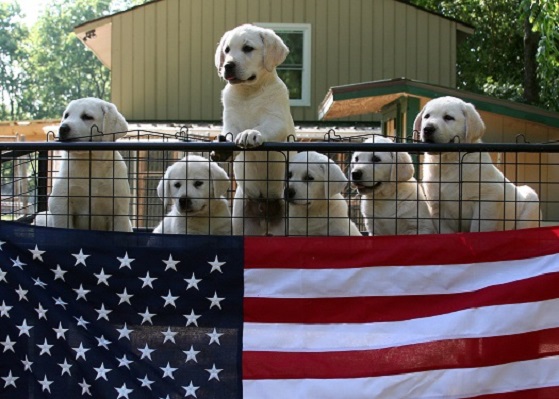 white labradors